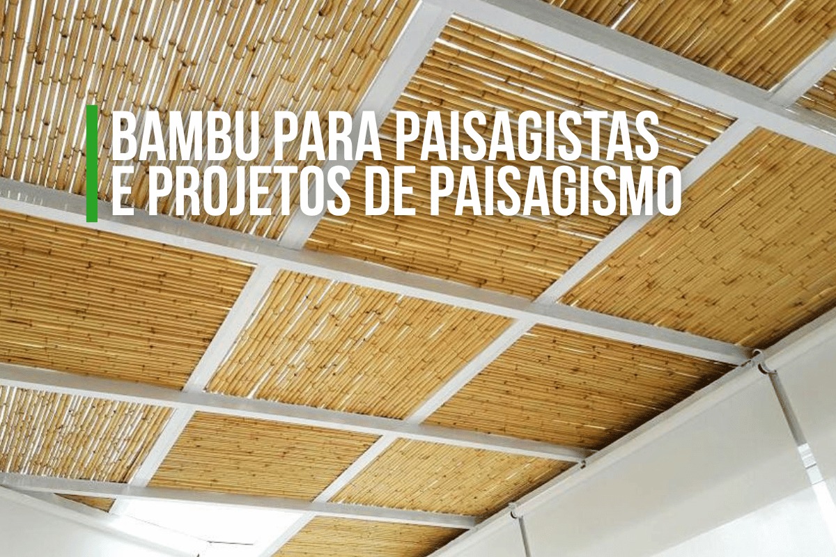 Bambu para Paisagistas e Projetos de Paisagismo | Kanela Bambu